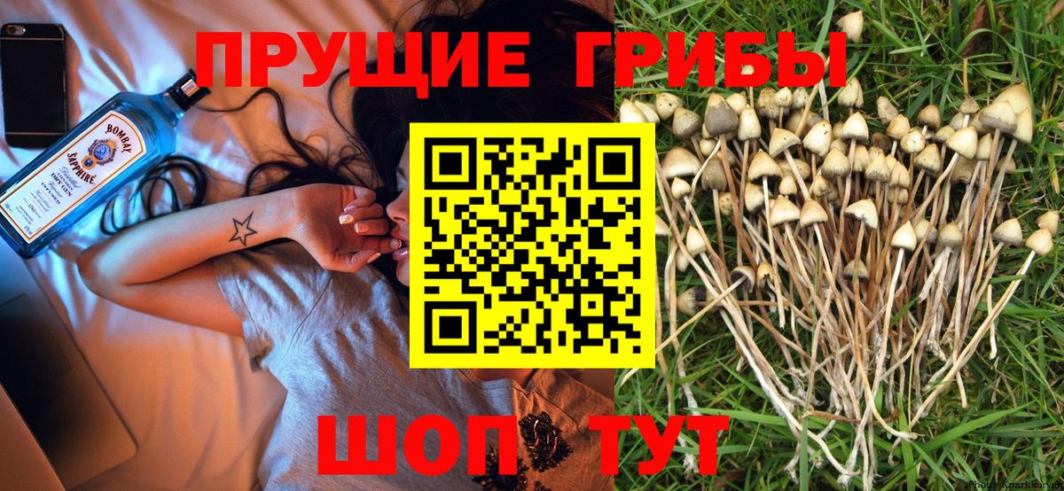 Псилоцибиновые грибы Magic Shrooms  продажа наркотиков  Лосино-Петровский  Вход с VPN  Галлюциногенные грибы Psilocybe 